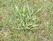 Dallas Grass